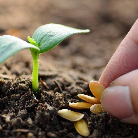 A hand planting a seed beside a young seedling