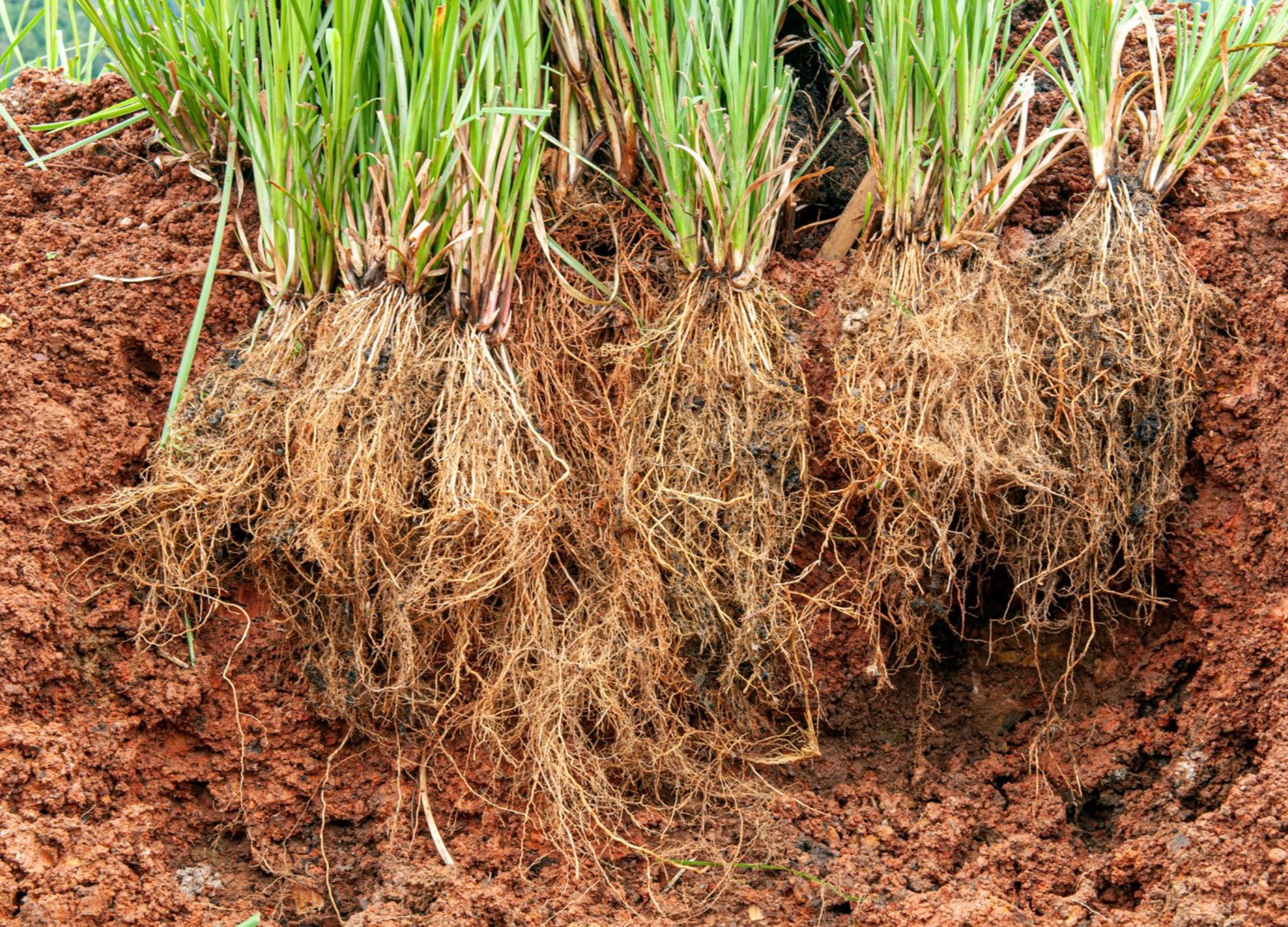 Lavancha (vetiver) plants lifted from red laterite soil, showing their dense golden roots